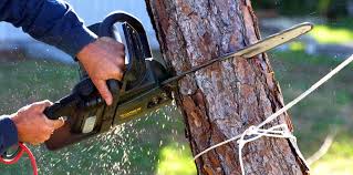 Burkburnett, TX  Tree Services Company