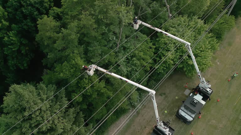 Tree and Shrub Care in Burkburnett, TX